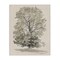 Stupell Industries Vintage Farmhouse Tall Tree Canvas, design by Riley B